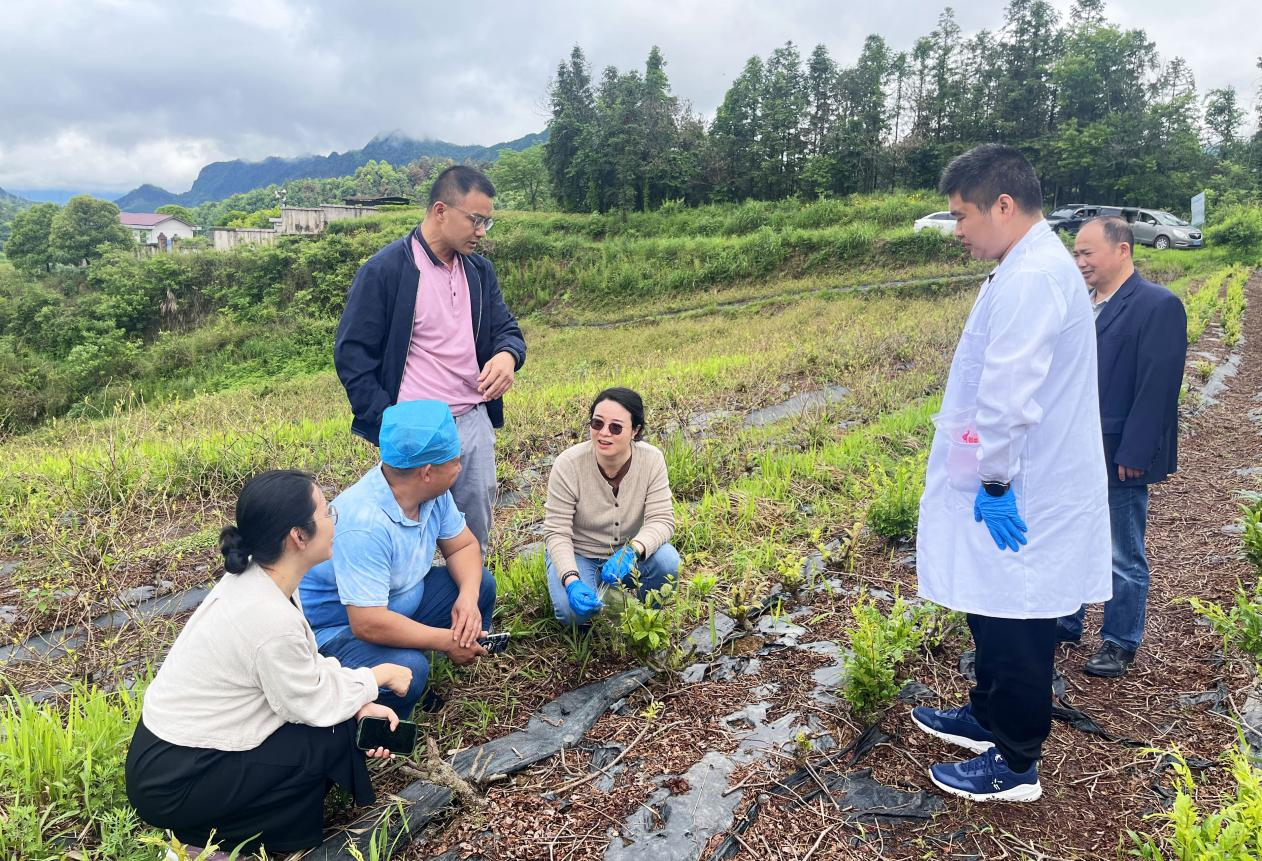 省农产品质量安全协会组织开展藤本植物茶质量安全现场调研指导